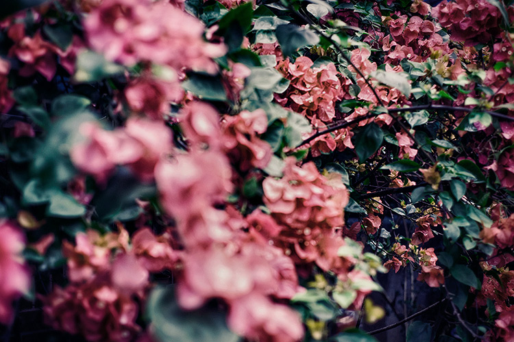 _0015374_small8